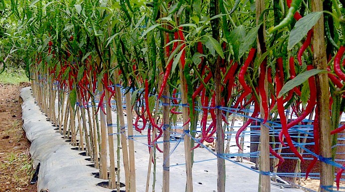 Cara Merawat Cabe Keriting