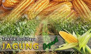 Langkah Awal Budidaya Jagung untuk Hasil Optimal