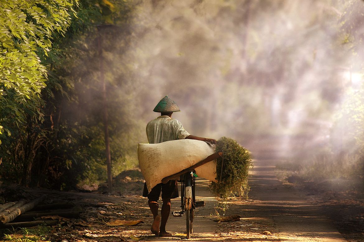 ternak sapi tanpa ngarit