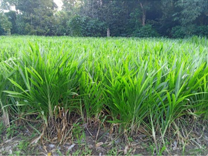 rumput odot untuk kambing