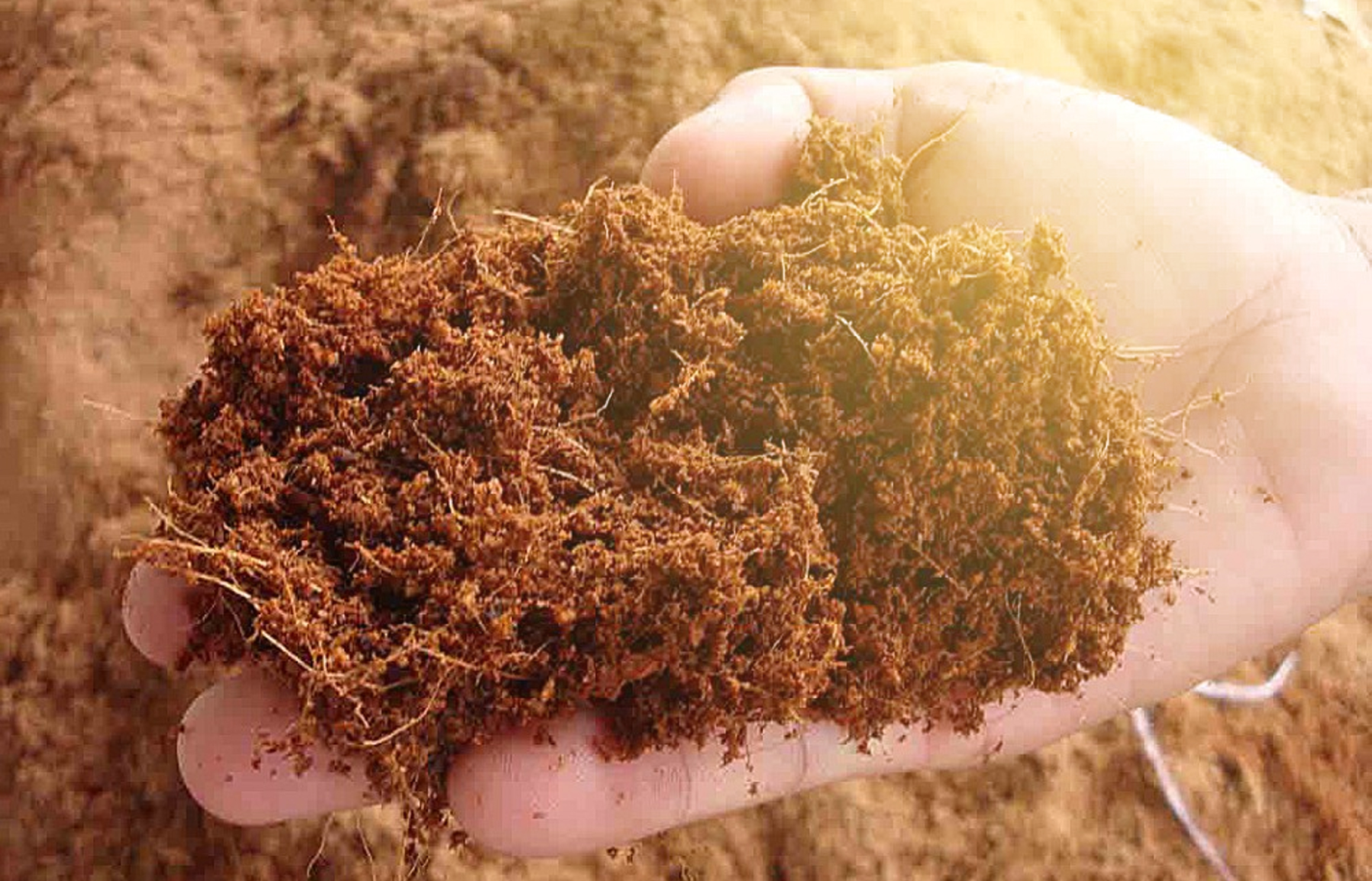 Cara inovatif mengubah sabut kelapa serat