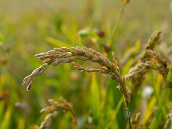 alat penggiling beras modern