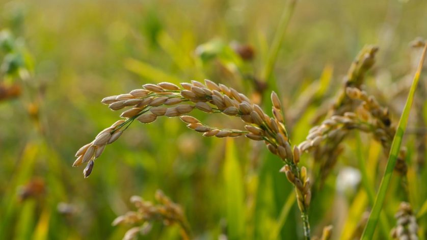 alat penggiling beras modern