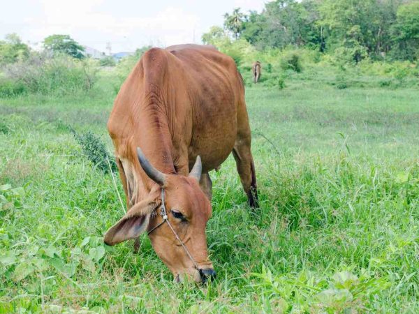 cara aman menjatuhkan sapi besar