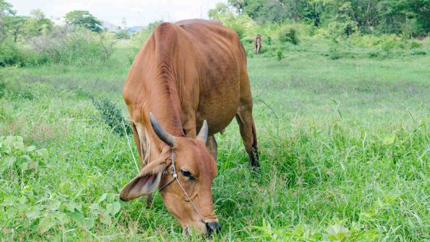 cara aman menjatuhkan sapi besar