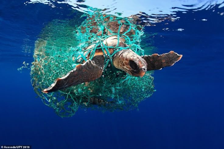 dampak sampah plastik di laut bagi hewan