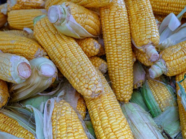 jenis biji jagung untuk popocorn