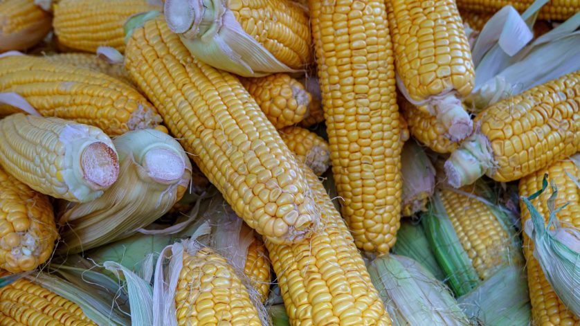 jenis biji jagung untuk popocorn
