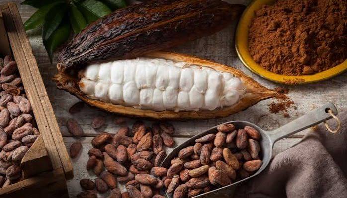 proses pengolahan biji kakao kering