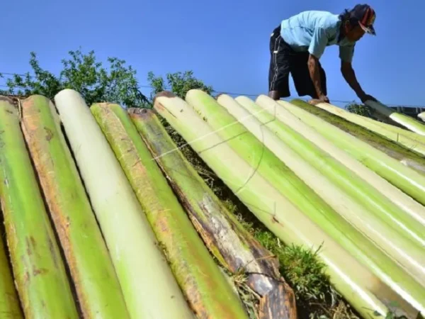 cara mencacah batang pisang untuk pakan