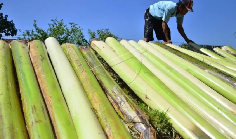 cara mencacah batang pisang untuk pakan