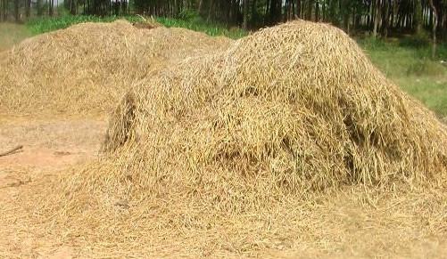 cara membuat pakan dari jerami