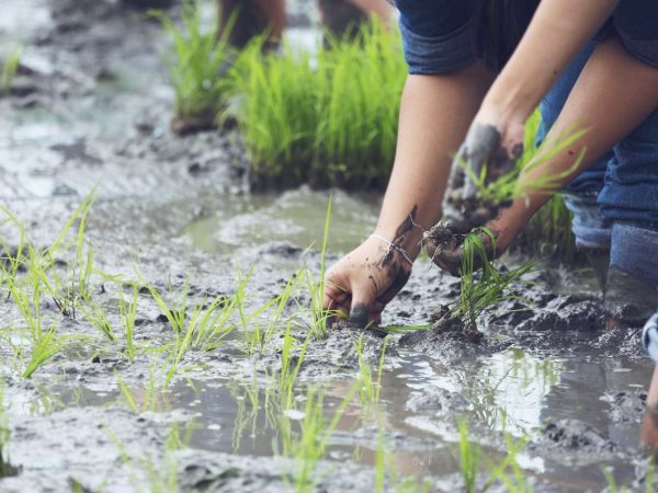 penyebab hasil tanam padi tidak merata